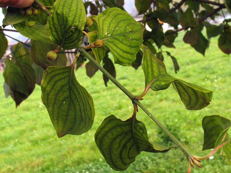 Cornus mas L. - Corniolo maschio